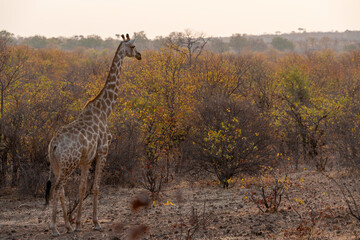 South African giraffe or Cape giraffe (Giraffa giraffa) or (Giraffa camelopardalis giraffa) in mopane veld. Mashatu Game Reserve. Northern Tuli Game Reserve.  Botswana.