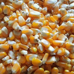 Corn