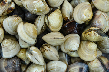 Fresh clams for seafood background
