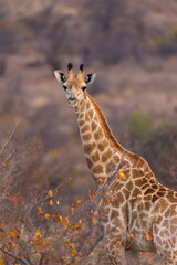 South African giraffe or Cape giraffe (Giraffa giraffa) or (Giraffa camelopardalis giraffa). Mashatu Game Reserve. Northern Tuli Game Reserve.  Botswana.