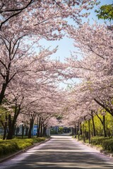 A road lined with cherry blossom trees in full bloom, pink petals covering the sky and tree branches - Spring landscape photography