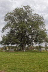 Tree and Historic Cemetery on Cloudy Day in Troup TX
