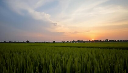 Paddy field at dusk, Rice field at sunset