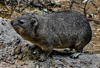 Rock hyrax also called rock badger and Cape hyrax. Latin name - Procavia capensis