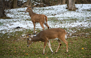 Day prior, both bucks had full racks. Today, both have broken off 1/2 their racks. 12-25-24