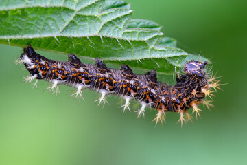 Raupe des Tagfalters C-Falter (lat. Polygonia c-album) auf einem Brennnesselblatt