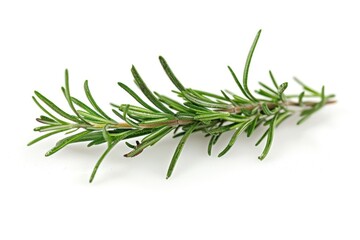 Fototapeta premium Fresh rosemary sprig isolated on white background. (3)
