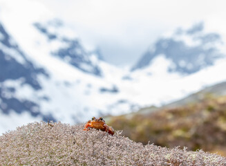 Frog sits on the moss in the mountains.