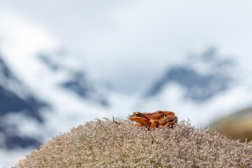 Frog sits on the moss in the mountains.