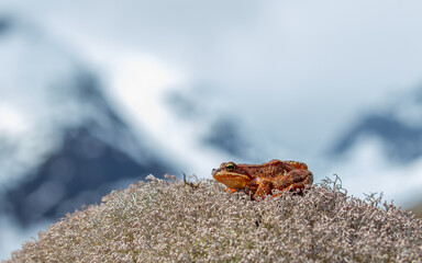 Frog sits on the moss in the mountains.
