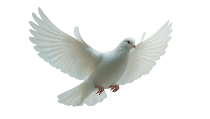 White dove soaring png isolated on transparent background