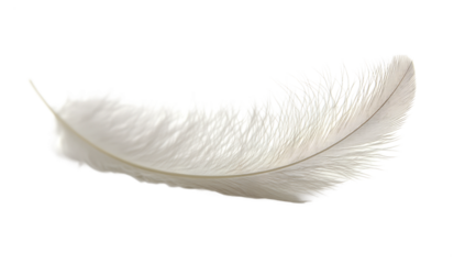 White feather png isolated on transparent background