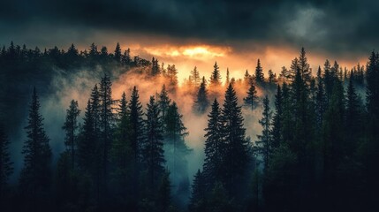 Curtains Dramatic sunset over misty pine forest.