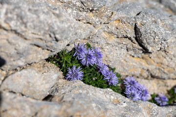 Beautiful purple small flowers in a gray mountain