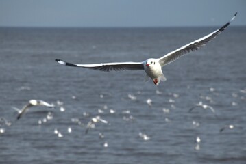 seagull evacuate in winter flying to feeding food on sea at red bridge travel location in Samutsakorn Thailand 