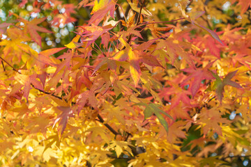 Bright autumn leaves of Liquidambar formosana. Formosan gum, Chinese sweet gum, Formosa sweet gum.