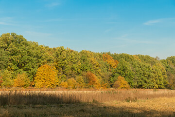 Fototapeta premium Forest edge. Yellow, orange, green leaves on trees in the forest. Beautiful autumn landscape.