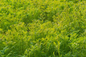 Green grass Phacelia tanacetifolia in the field. lacy phacelia, tansy-leaf phacelia, blue tansy, purple tansy. a cover crop.