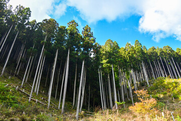 palm tree and blue sky