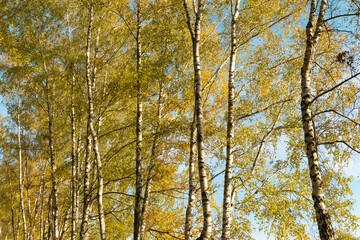 Yellow birch leaves on tree. Birch forest.