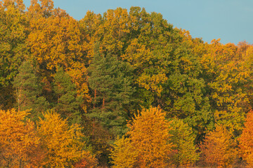 Yellow, orange, green leaves of trees in the forest. Beautiful autumn landscape.