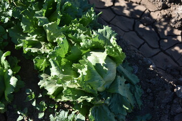 Yuma, AZ. U.S.A. 11/2024.  At the convergence of Arizona, California, Mexico and the Colorado River is Yuma, Arizona, the Winter Lettuce capital of North America. 
