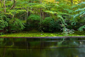 autumn scenery steeped in the garden
