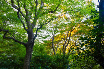 Fototapeta premium autumn scenery steeped in the garden
