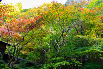 autumn scenery steeped in the garden