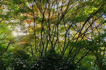 morning in the woods