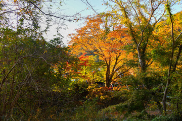 autumn scenery steeped in the garden