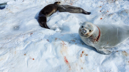 Сrabeater seal (Lobodon carcinophaga) and Weddell seals lying on the snow in Antarctica