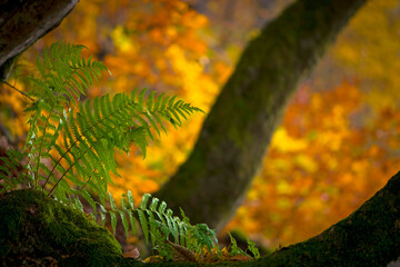 Polypodiophyta. green fern leaves. forest fern has grown between trees. green moss, old tree stump....