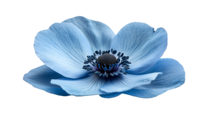 Blue anemone flower bloom png isolated on transparent background