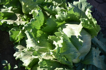 Yuma, AZ. U.S.A. 11/2024.  At the convergence of Arizona, California, Mexico and the Colorado River is Yuma, Arizona, the Winter Lettuce capital of North America. 