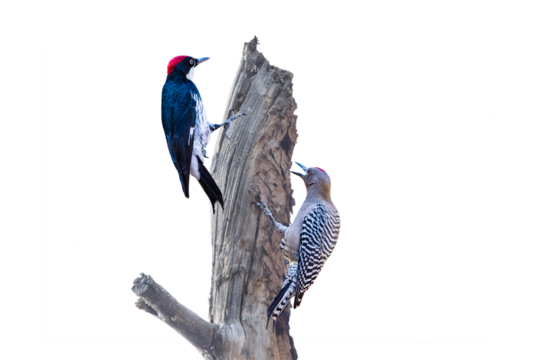 Gila Woodpecker (Melanerpes uropygialisz) vs. Acorn Woodpecker (Melanerpes formicivorus) Standoff Photo, Against a Transparent, Isolated PNG Background