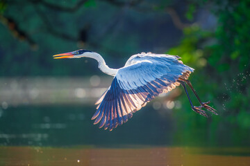 Cocoi heron (Ardea cocoi) in flight, in backlight, Santa Rosa Protected Park, Rurrenabaque, Beni, Bolivia