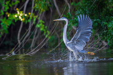 Cocoi heron (Ardea cocoi) in flight, in backlight, Santa Rosa Protected Park, Rurrenabaque, Beni, Bolivia