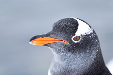 Naklejka premium Gentoo penguin in Antarctica. Wild nature. Snow. South Pole.