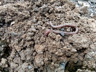 Earthworms (Lumbricina) is the common name for the largest members of Oligochaeta. Earthworms are generally found in soil, eating a variety of organic materials.