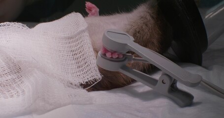 A veterinarian places an anesthetic mask on a rat in surgery, ensuring the animal's well-being during the operation. A veterinary clinic prepares a rat for a surgical procedure.