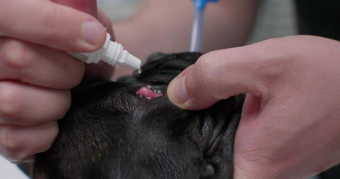 Close-up of a veterinarian's hands carefully applying protective ointment and drops to a French Bulldog's eyes in preparation for eyelid surgery. Preparing a dog for third eyelid surgery.