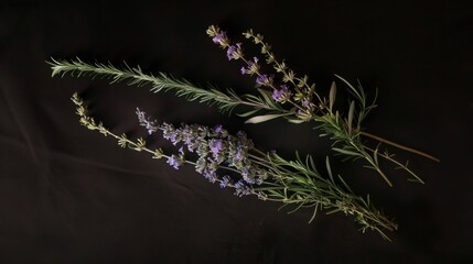 Aromatic herbs, lavender, rosemary, and grass on black background.