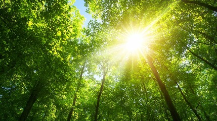 Fototapeta premium Environmental Considerations. A serene forest scene with sunlight filtering through lush green leaves, creating a vibrant and peaceful atmosphere.