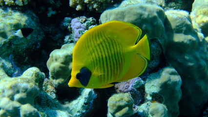Masked butterflyfish or bluecheek butterflyfish (Chaetodon semilarvatus) undersea, Red Sea, Egypt, Sharm El Sheikh, Montazah Bay