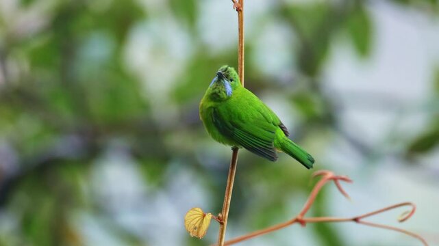 Orange-bellied leafbird