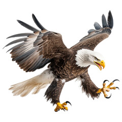 Obraz premium Majestic bald eagle in mid flight with claws open, showcasing power and grace