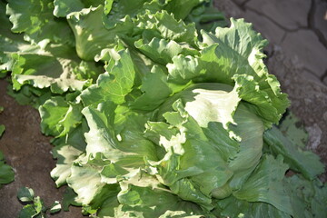 Yuma, AZ. U.S.A. 11/2024.  At the convergence of Arizona, California, Mexico and the Colorado River is Yuma, Arizona, the Winter Lettuce capital of North America. 