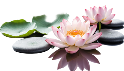 Tranquil spa stones complement lotus blooms png 