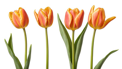 Trio of elegant blooming tulips PNG